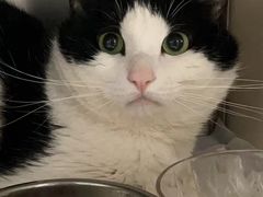 -瑞鹏宠物医院·爱宠堂·骨外专科(西荷分院)