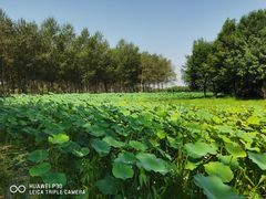 -东郊湿地公园