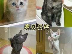 -青奢宠物·青奢猫舍