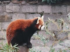-上海野生动物园