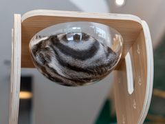 -飞行喵MR PILOT|猫舍·猫咖(静安大融城店)