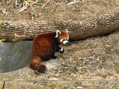 -武汉动物园