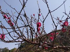 -南国桃园旅游度假区