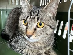 -艾贝尔宠物医院·24H转诊中心·肿瘤猫专科(江宁双龙店)