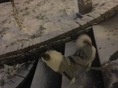 -北京观赏动物医院·24小时大型综合·猫专科·异宠专科
