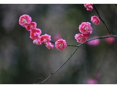 -橘洲1910花园江景西餐厅