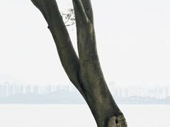 -深圳湾公园(南山区)
