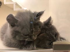 -十年猫舍·猫咪专门店(普陀店)