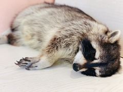 -浣熊柯尔鸭土拨鼠·电玩咖