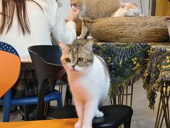 -平行世界·猫咖(首经贸店)
