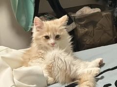 -天宠宠物医院24小时·急重症诊疗中心·全科·腔镜特色(和平分院)