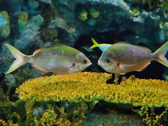 -上海海洋水族馆