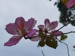 -洲头咀公园