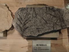 -陕西自然博物馆