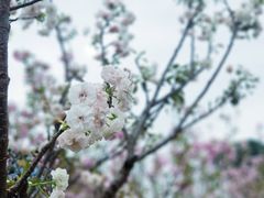 -观澜湖生态运动公社