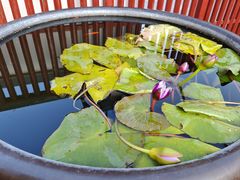 -龙华素斋(龙华路店)