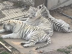 -石家庄市动物园