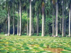 -中国科学院西双版纳热带植物园
