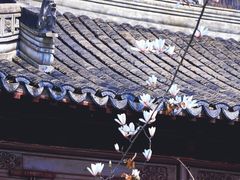 -秋霞圃