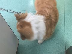 -东方动物医院·宠保定点·骨科·转诊中心(春城路·昆明站分院)