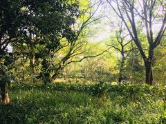 -西湖风景区十里琅珰-五云山