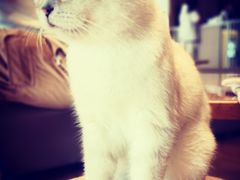 -猫腻·猫咖·撸猫馆(星光大道店)