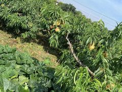 -南汇新场正宗水蜜桃采摘