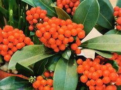 -双季花艺园艺市场(浦东店)