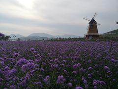-君乐宝优致牧场