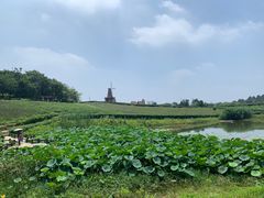 -大塘金香草谷
