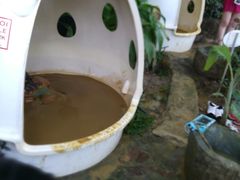 -100蛋泥浆浴