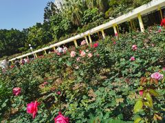 -人民公园(罗湖区)