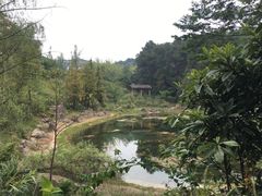 -铁山坪森林公园