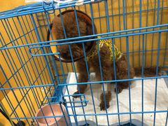 -美联众合动物医院(·中兽医·疑难杂症·严家桥分院)