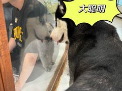 -共舞时光猫咖·狗咖(新街口店)