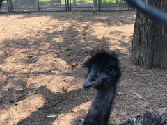 -长白岛森林公园