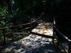 -莫里热带雨林景区