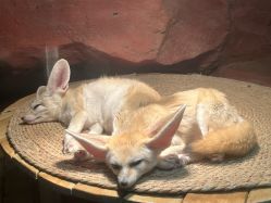 -Zoolung Zoolung动物主题公园(海信广场店)