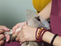 -宠福鑫康馨动物医院·骨科·眼科