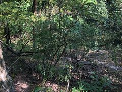 -罗田薄刀峰风景区