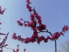 -无锡梅园公园