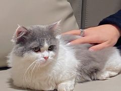 -猫腻·猫咖·撸猫馆(星光大道店)