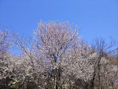 -蜀冈西峰生态公园