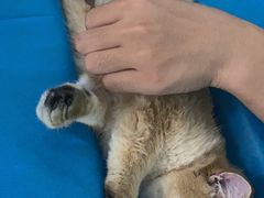 -瑞派·关忠动物医院·猫专科·犬专科(三环新城店)