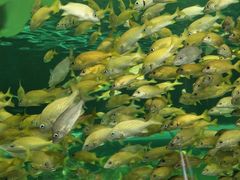 -瑞普利水族馆