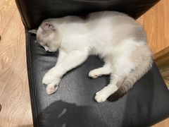 -猫色咖啡·猫咖