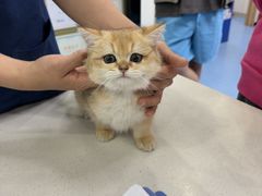-博特宠物医院24h犬猫全科.骨科·异宠
