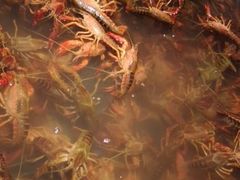 -星伦多自助料理(花山金鹰店)