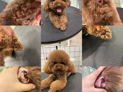 -Pets First伊珊娜洗护·精致美容·家庭式寄养(新会路店)