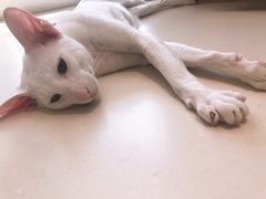 -飞行喵MR PILOT|猫舍·猫咖(静安大融城店)